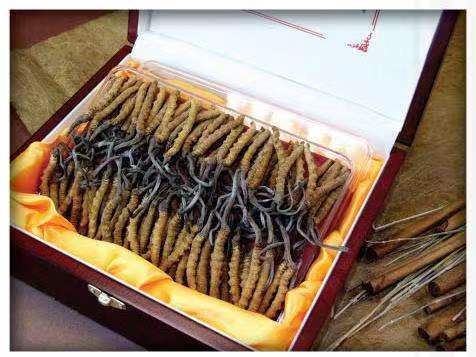 吉水冬虫夏草回收